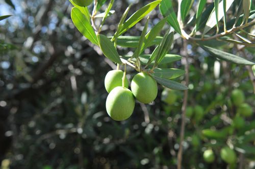 Mediterranean products image